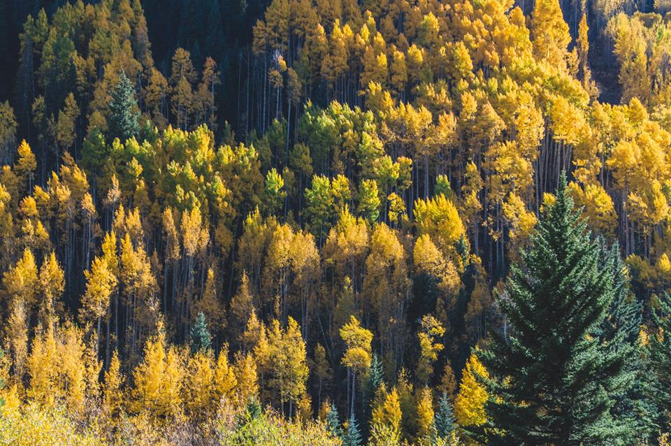 Best Color-filled Fall Drives Around Aspen - The Limelight Hotel