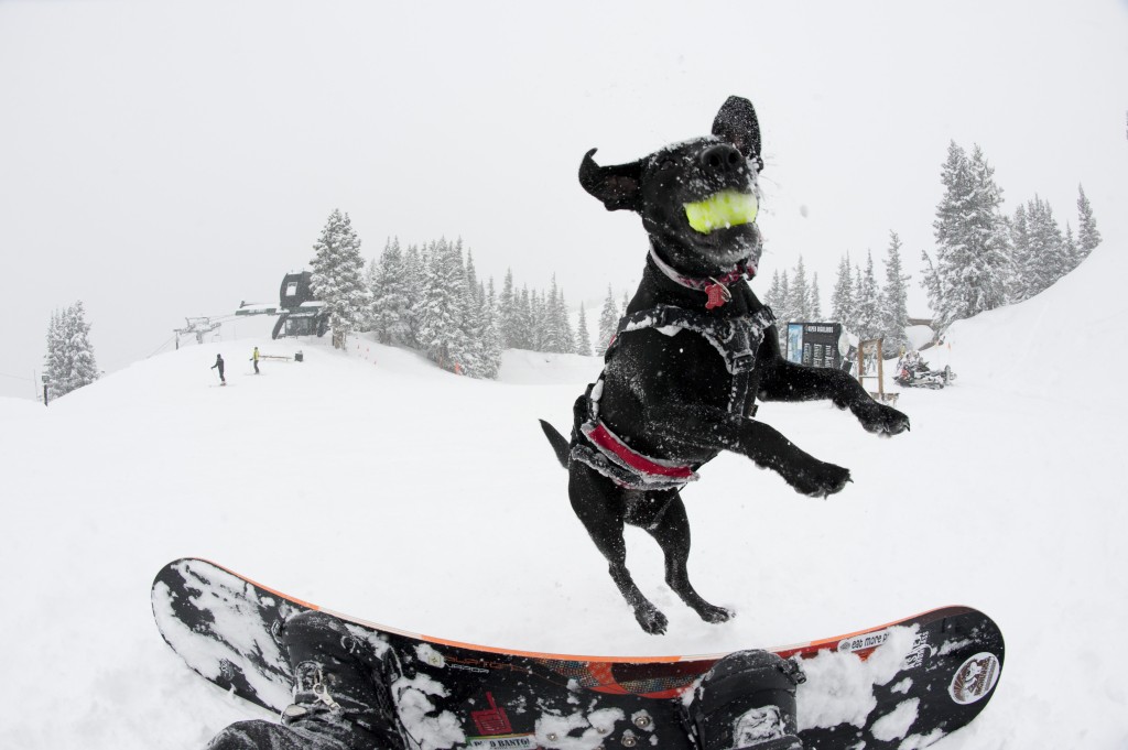 aspendogs The Limelight Hotel