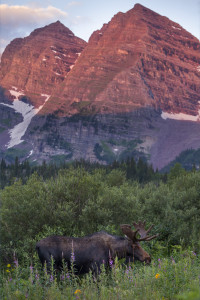 maroon bells with moose