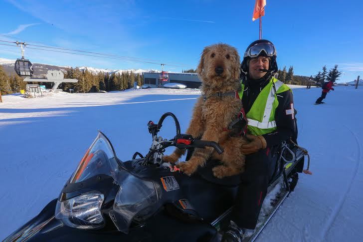 An avalanche rescue dog in Aspen-Snowmass named Zoot.