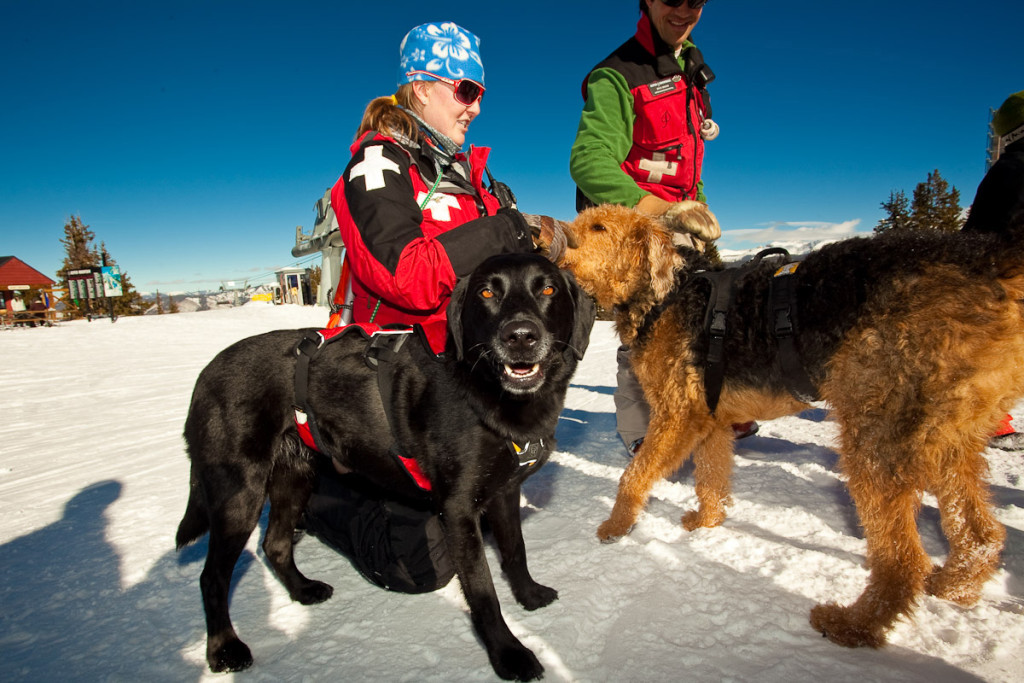 An avalanche rescue dog with the Aspen ski patrol team