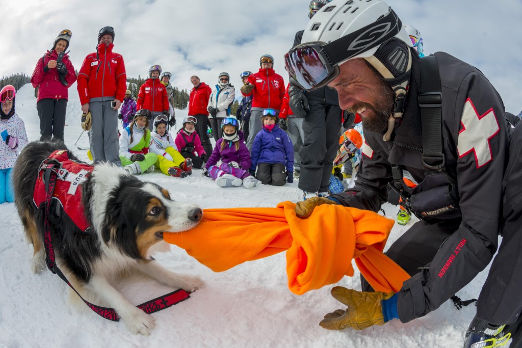 An avalanche rescue dog playing with an Aspen ski patrol team member.
