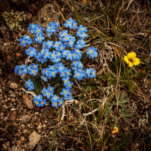 Aspen Wildflowers 12