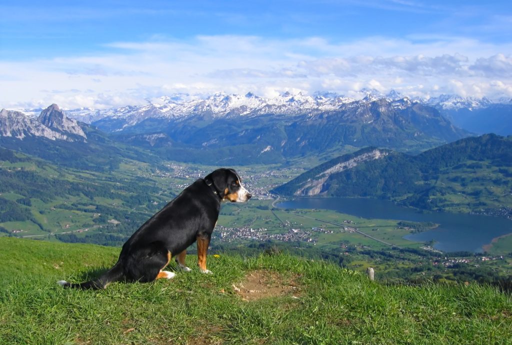 dog-hiking-in-aspen-the-limelight-hotel