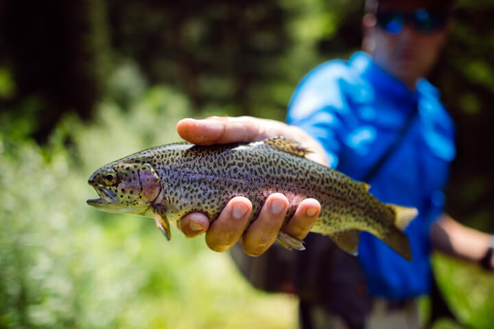 Ketchum Fish Release