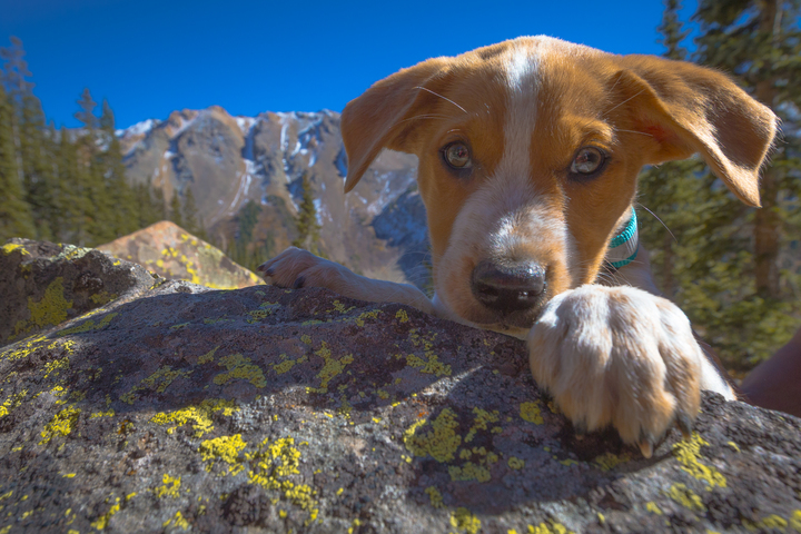 Pet Shops in Aspen