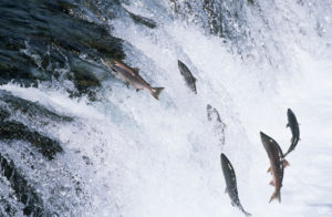 Idaho's wild Salmon