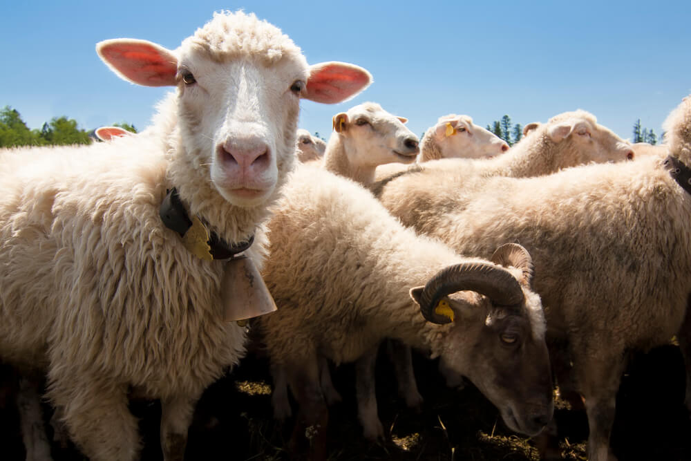 Trailing of the sheep