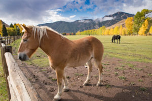 Sun Valley Horse