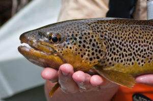 brown trout in aspen
