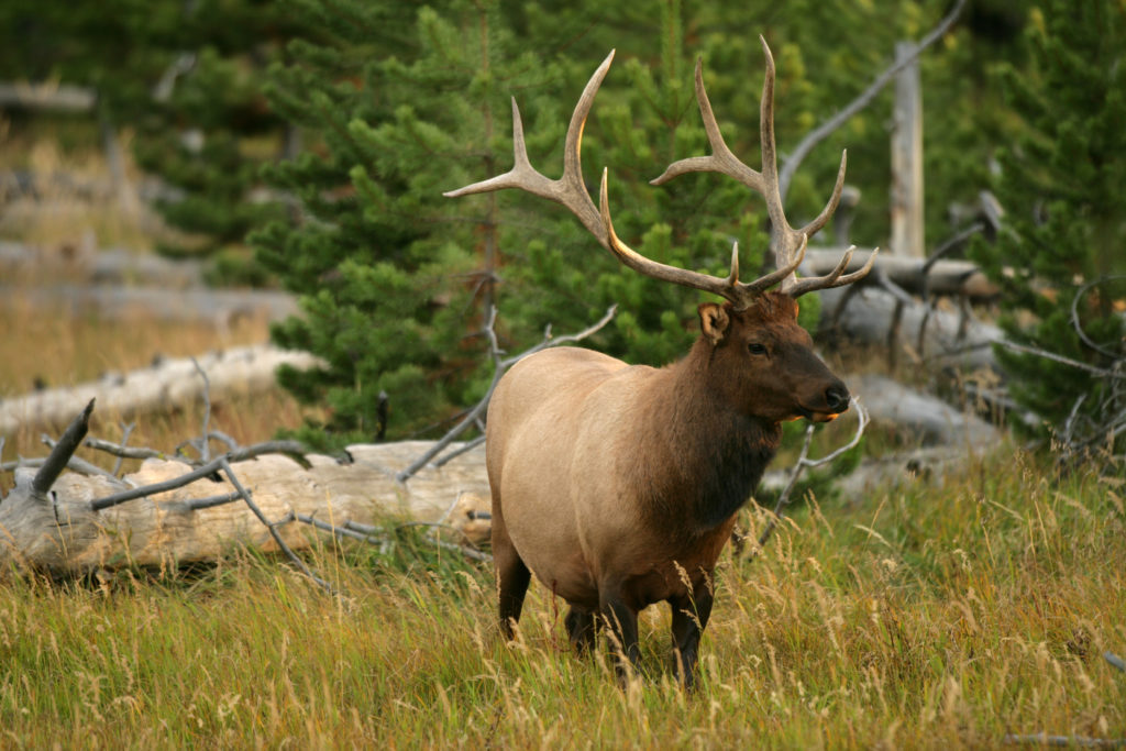 Rocky Mountain elk