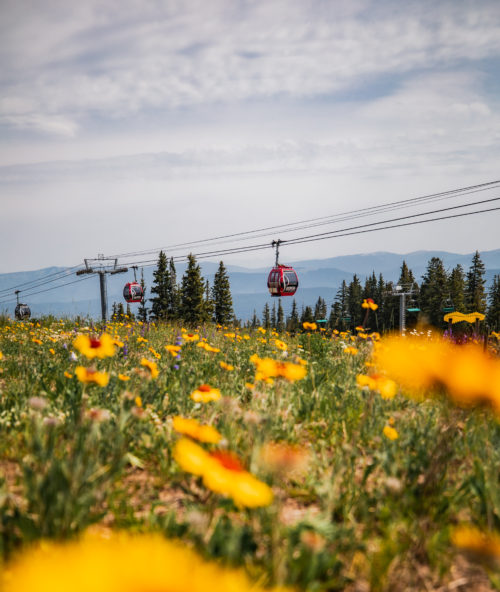 Memorable Summer - Aspen Mountain
