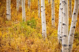Offseason in Aspen Ketchum Snowmass - Aspen Trees with golden fall foliage
