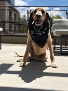 A dog wearing a black Limelight Hotel bandana at the Limelight Hotel Ketchum.