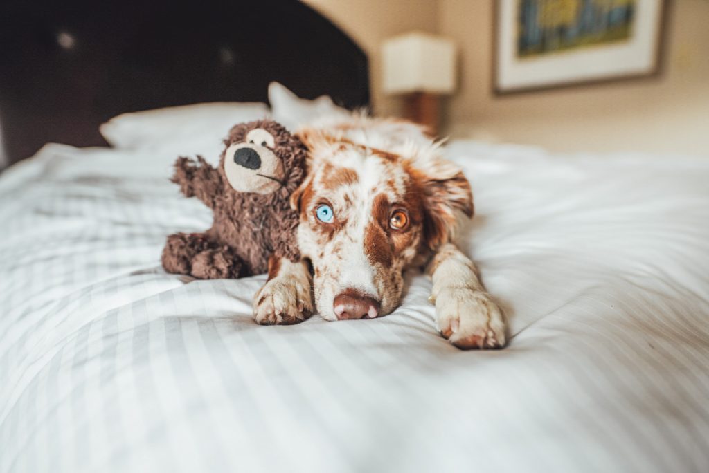 Dog Portraits at the Limelight Hotel Snowmass 2/4/2023 The